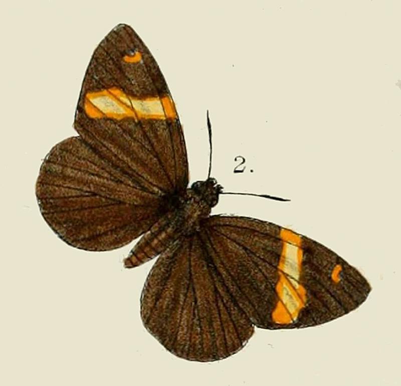 Image of type specimen from original publication