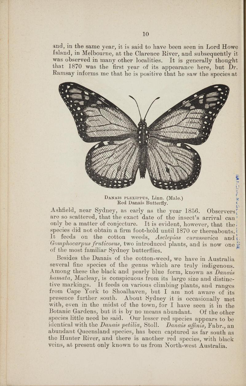 Australian butterflies - a brief account of the native families (Page 10) BHL46702646
