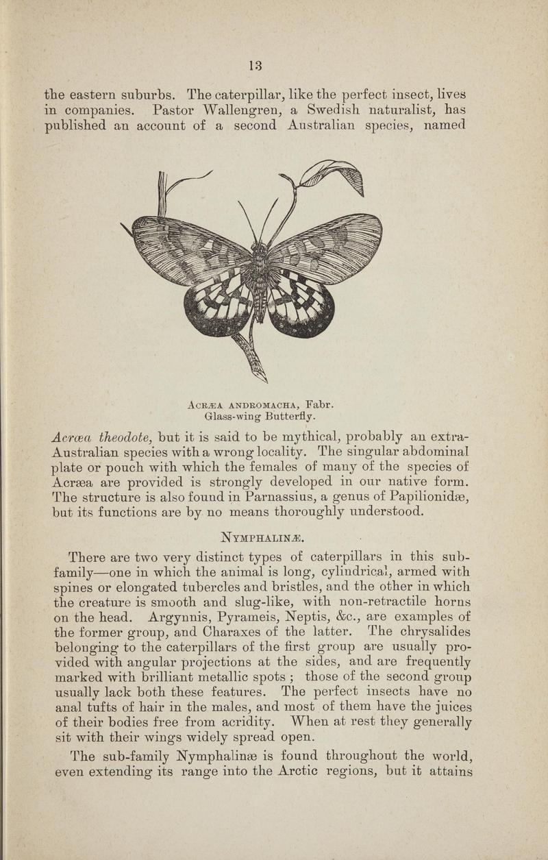Australian butterflies - a brief account of the native families (Page 13) BHL46702643