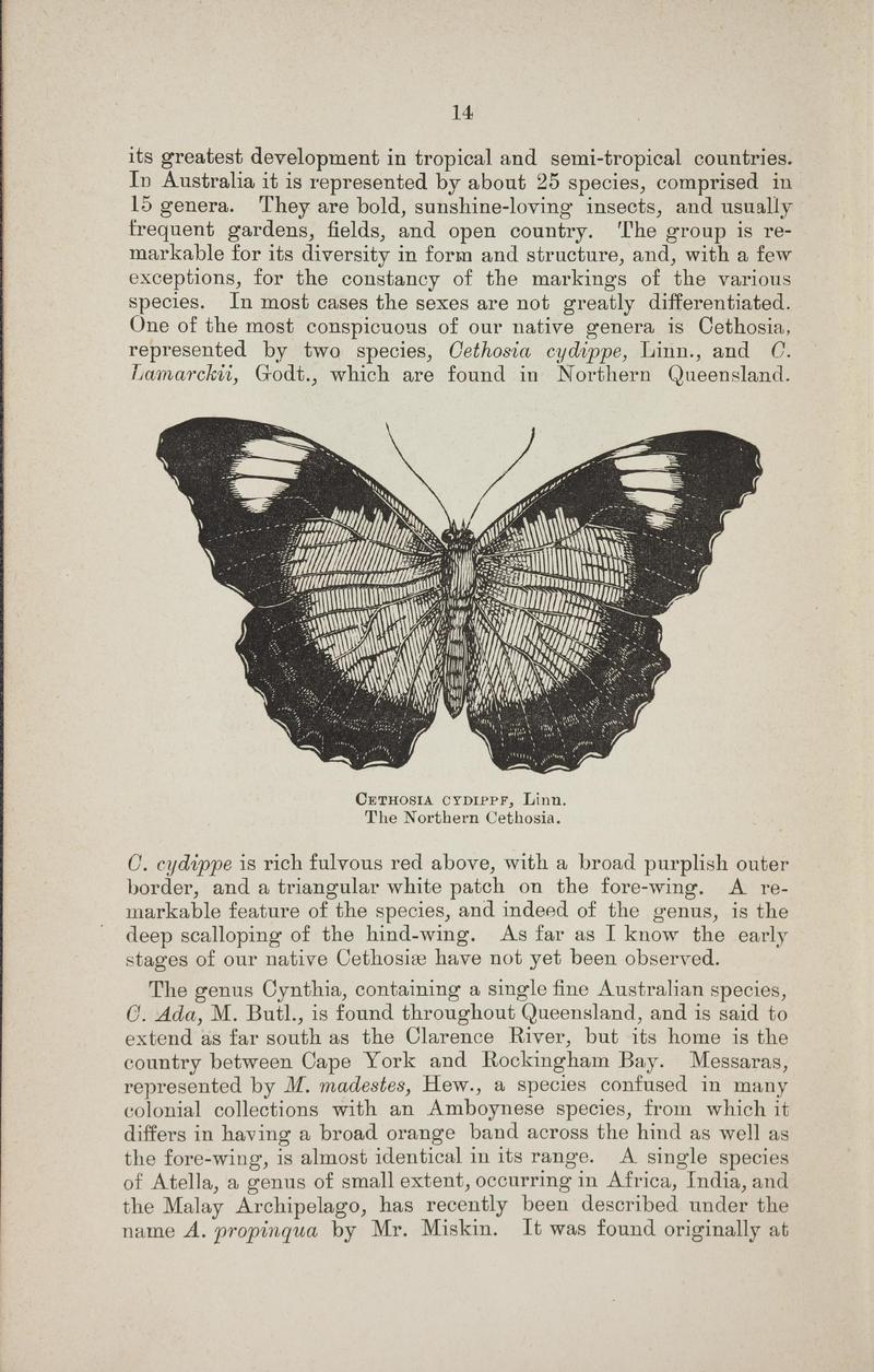 Australian butterflies - a brief account of the native families (Page 14) BHL46702642