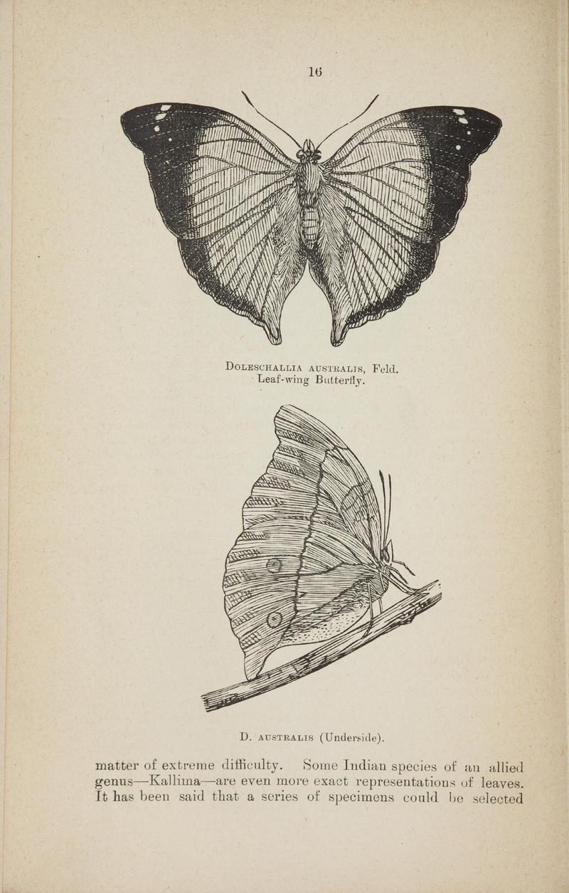 Australian butterflies - a brief account of the native families (Page 16) BHL46702641