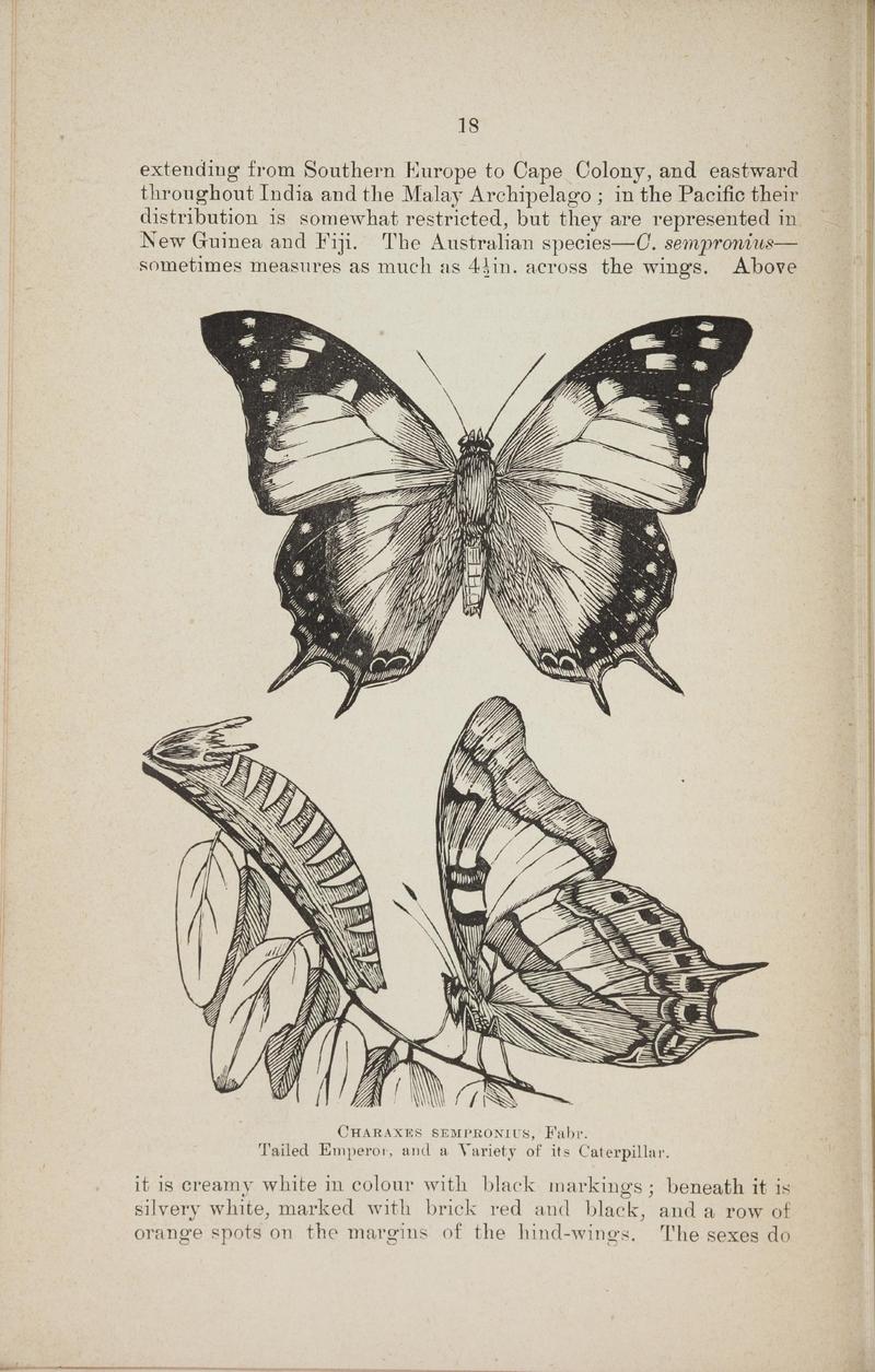 Australian butterflies - a brief account of the native families (Page 18) BHL46702638