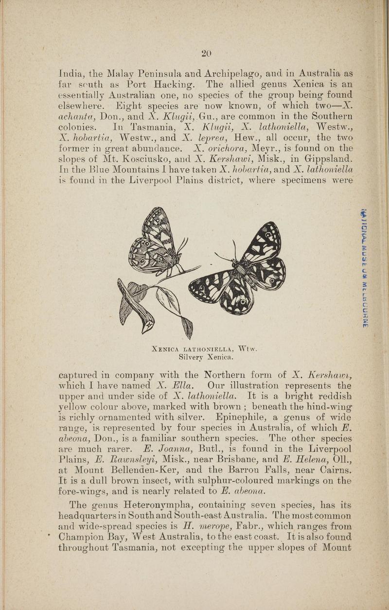 Australian butterflies - a brief account of the native families (Page 20) BHL46702636