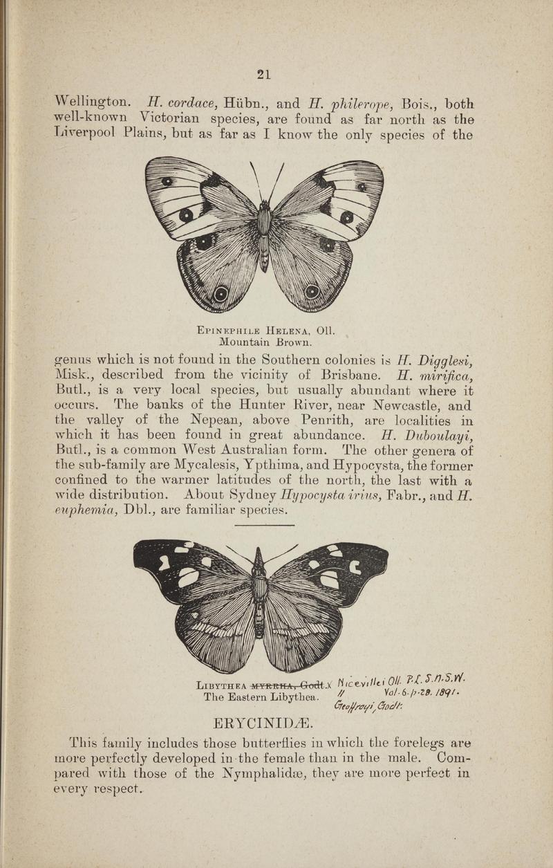 Australian butterflies - a brief account of the native families (Page 21) BHL46702635