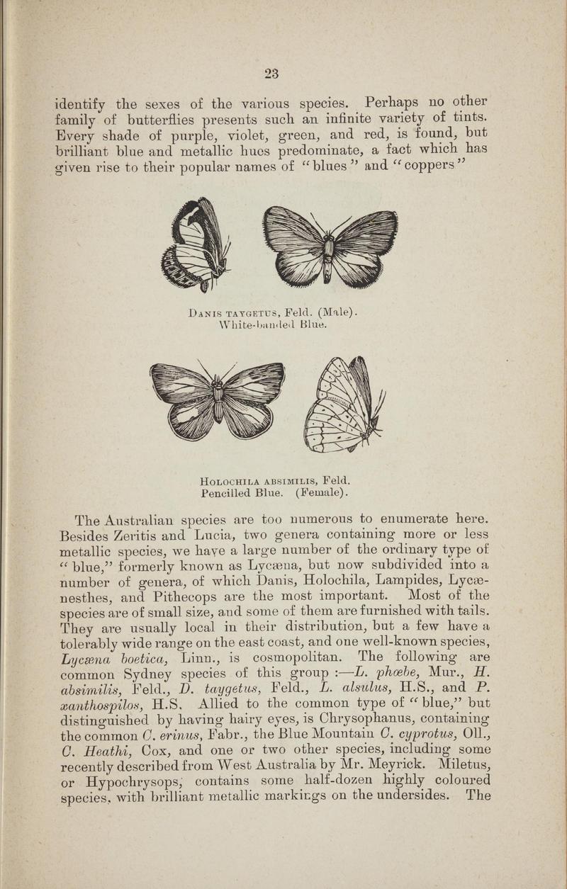 Australian butterflies - a brief account of the native families (Page 23) BHL46702633
