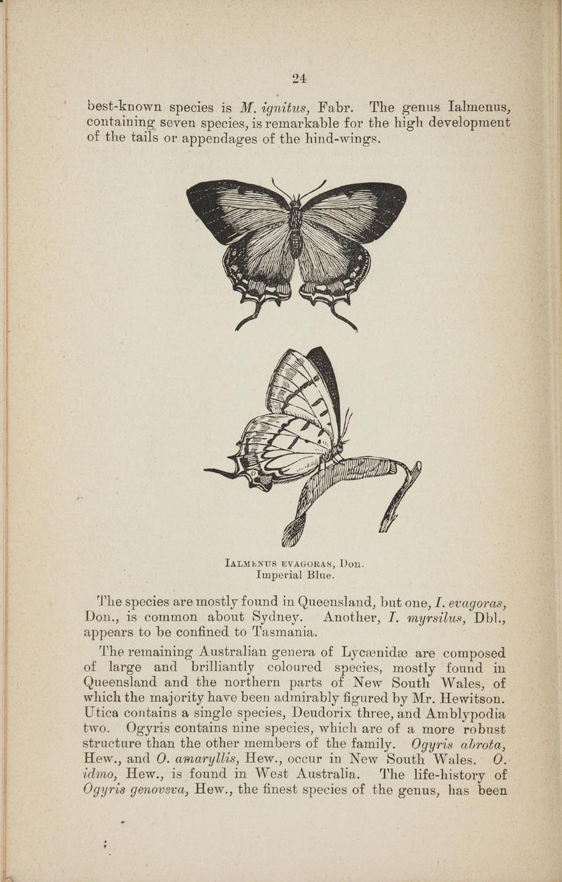 Australian butterflies - a brief account of the native families (Page 24) BHL46702632
