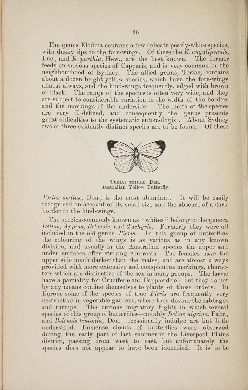 Australian butterflies - a brief account of the native families (Page 26) BHL46702630