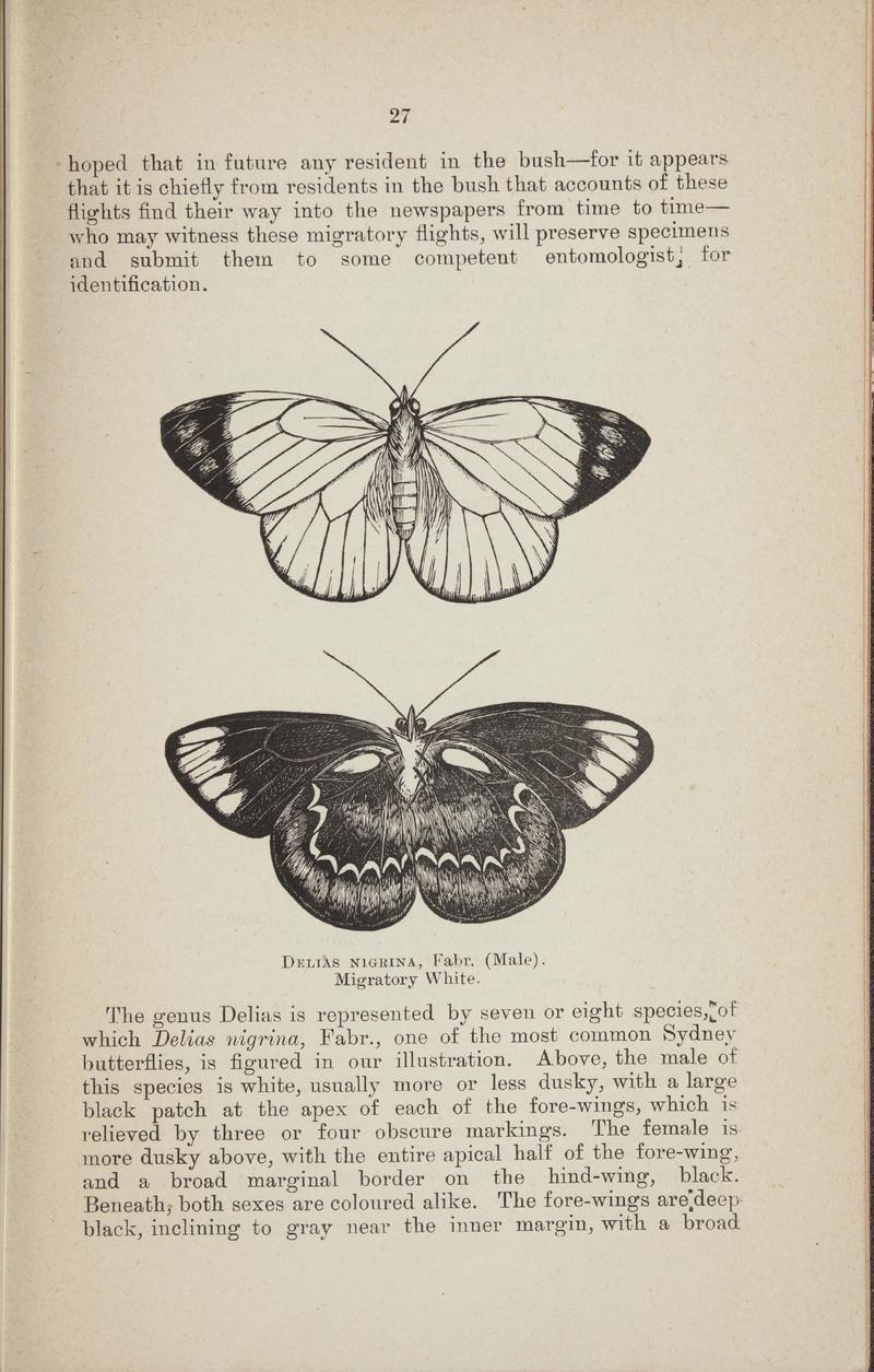 Australian butterflies - a brief account of the native families (Page 27) BHL46702629