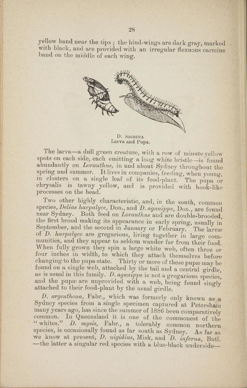 Australian butterflies - a brief account of the native families (Page 28) BHL46702628