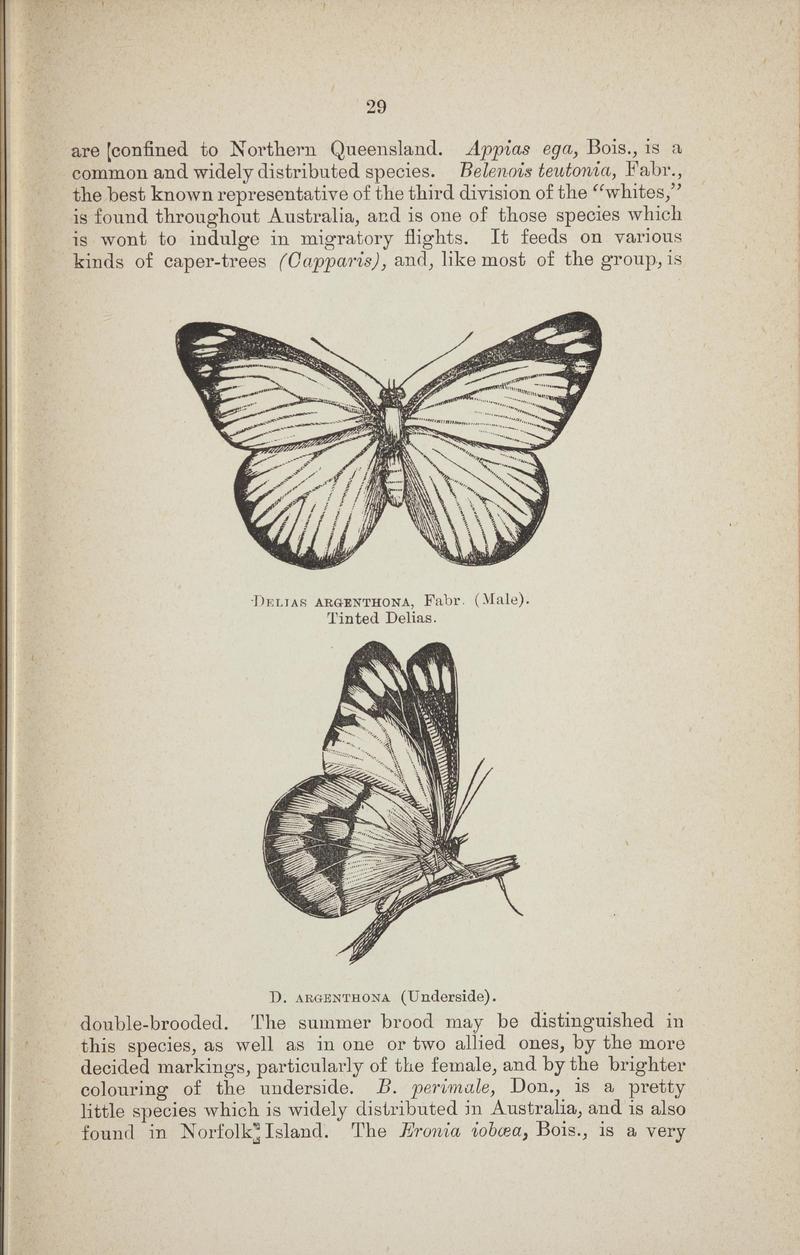 Australian butterflies - a brief account of the native families (Page 29) BHL46702627