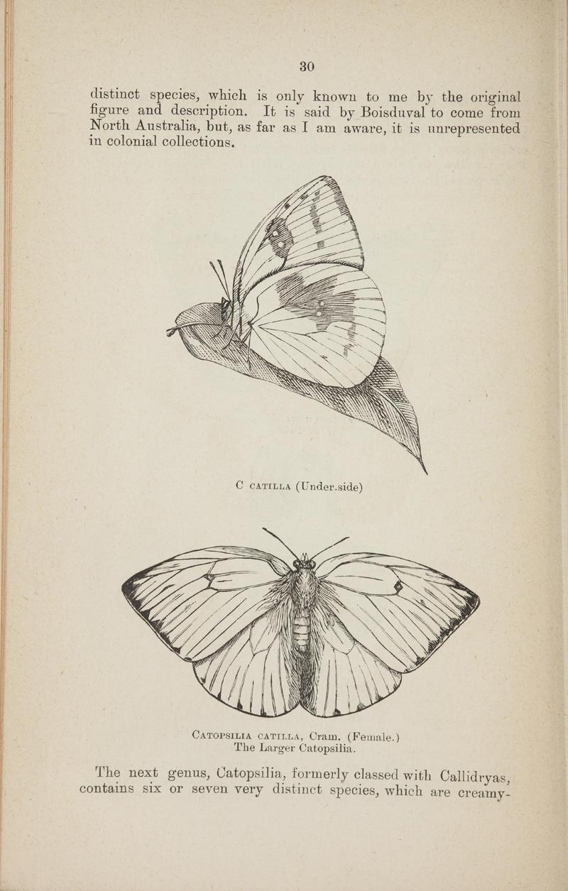 Australian butterflies - a brief account of the native families (Page 30) BHL46702626