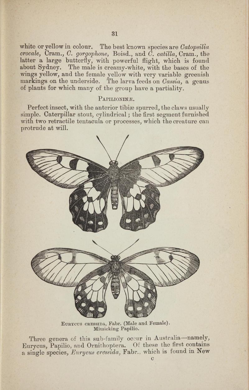 Australian butterflies - a brief account of the native families (Page 31) BHL46702625
