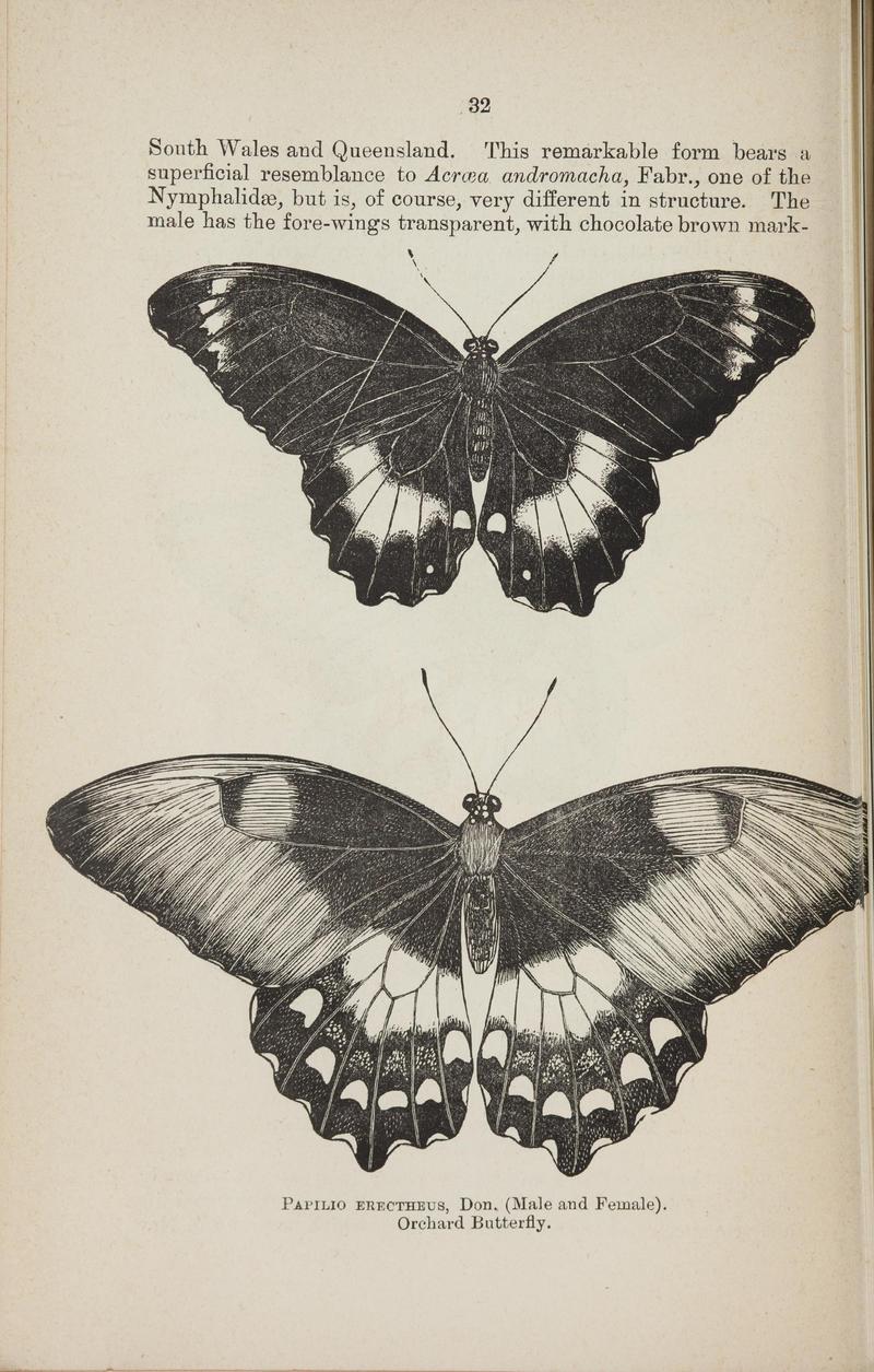 Australian butterflies - a brief account of the native families (Page 32) BHL46702624