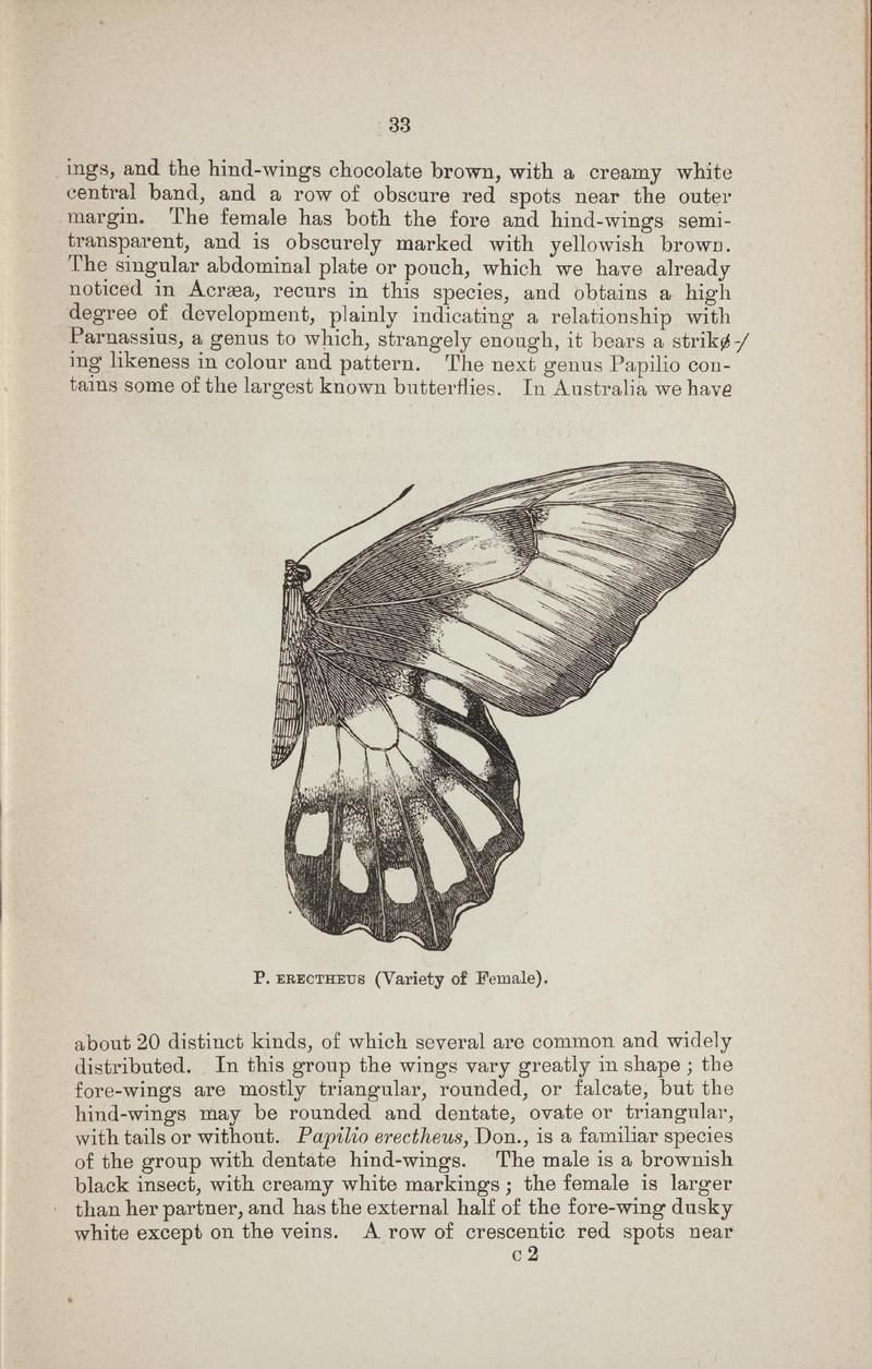 Australian butterflies - a brief account of the native families (Page 33) BHL46702623