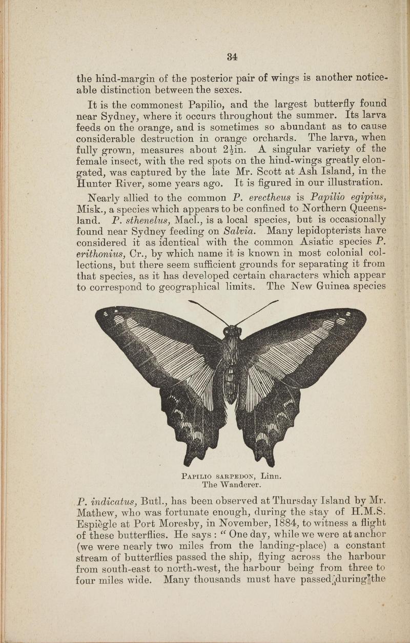 Australian butterflies - a brief account of the native families (Page 34) BHL46702622