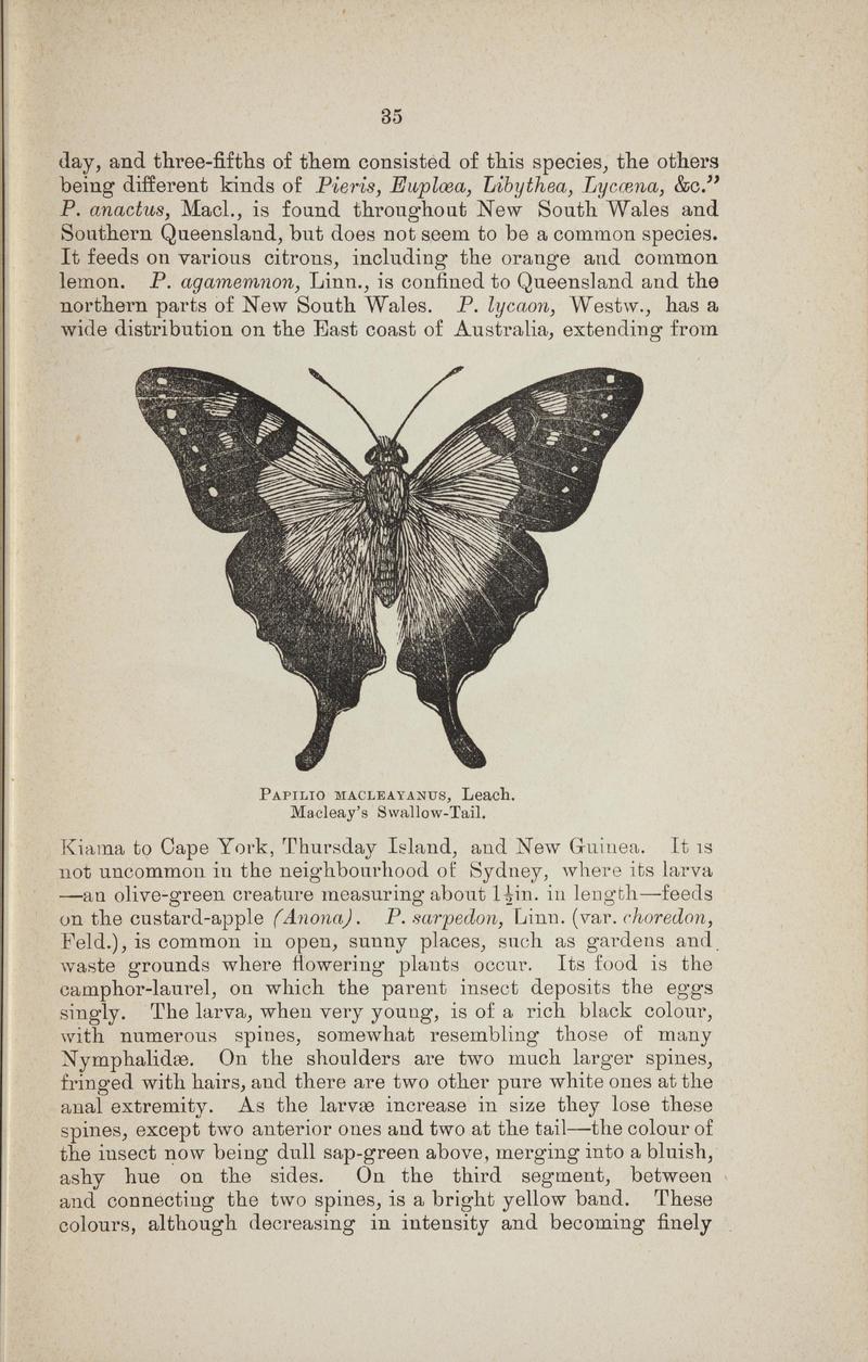 Australian butterflies - a brief account of the native families (Page 35) BHL46702621