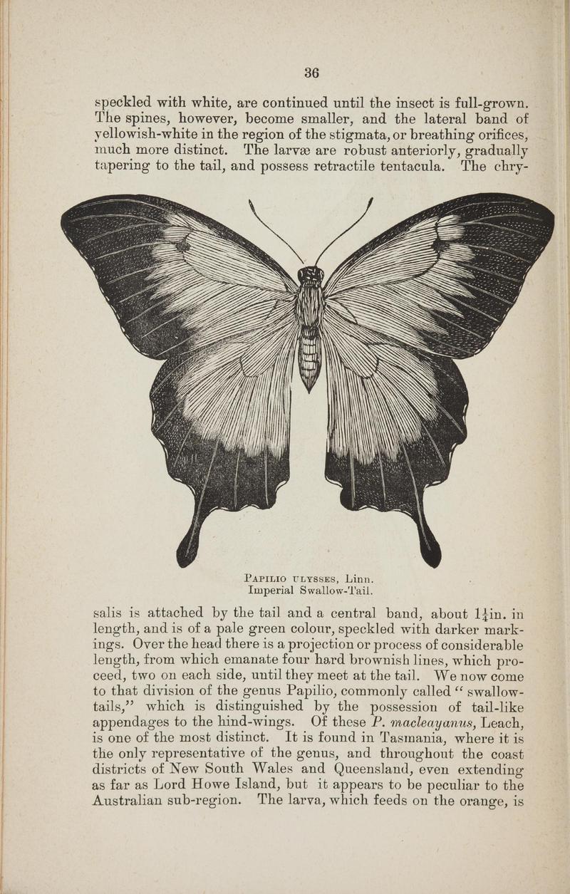 Australian butterflies - a brief account of the native families (Page 36) BHL46702620