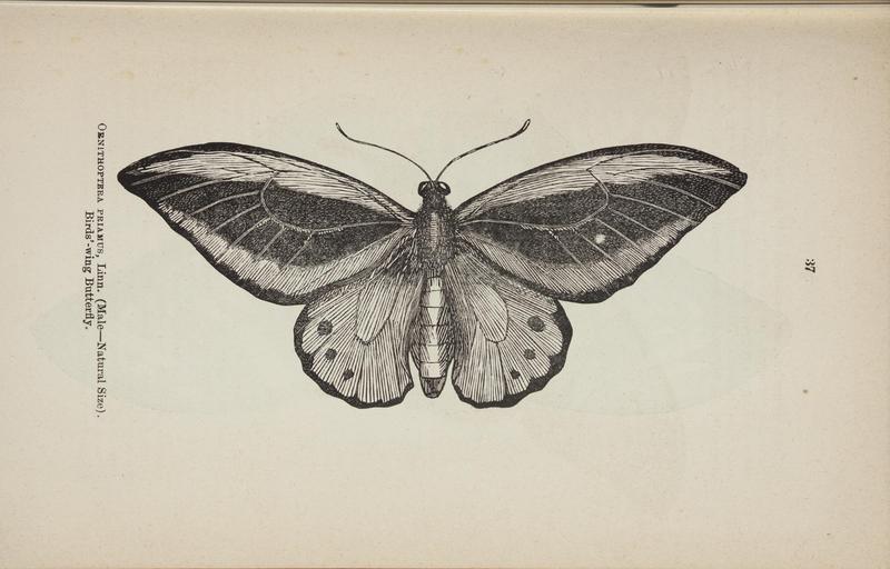 Australian butterflies - a brief account of the native families (Page 37) BHL46702619