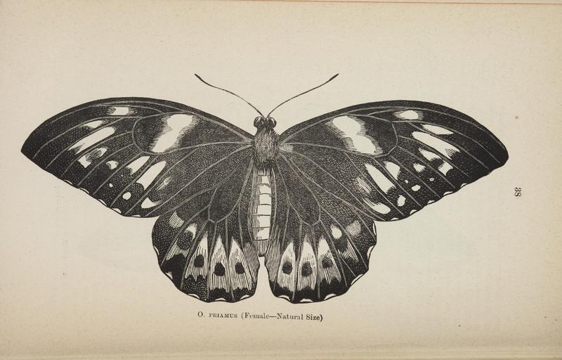Australian butterflies - a brief account of the native families (Page 38) BHL46702618