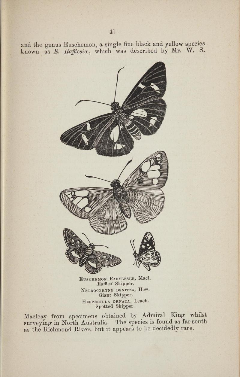 Australian butterflies - a brief account of the native families (Page 41) BHL46702615