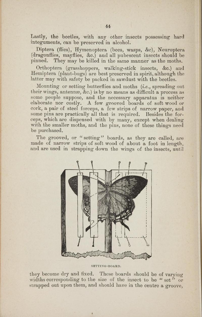 Australian butterflies - a brief account of the native families (Page 44) BHL46702612