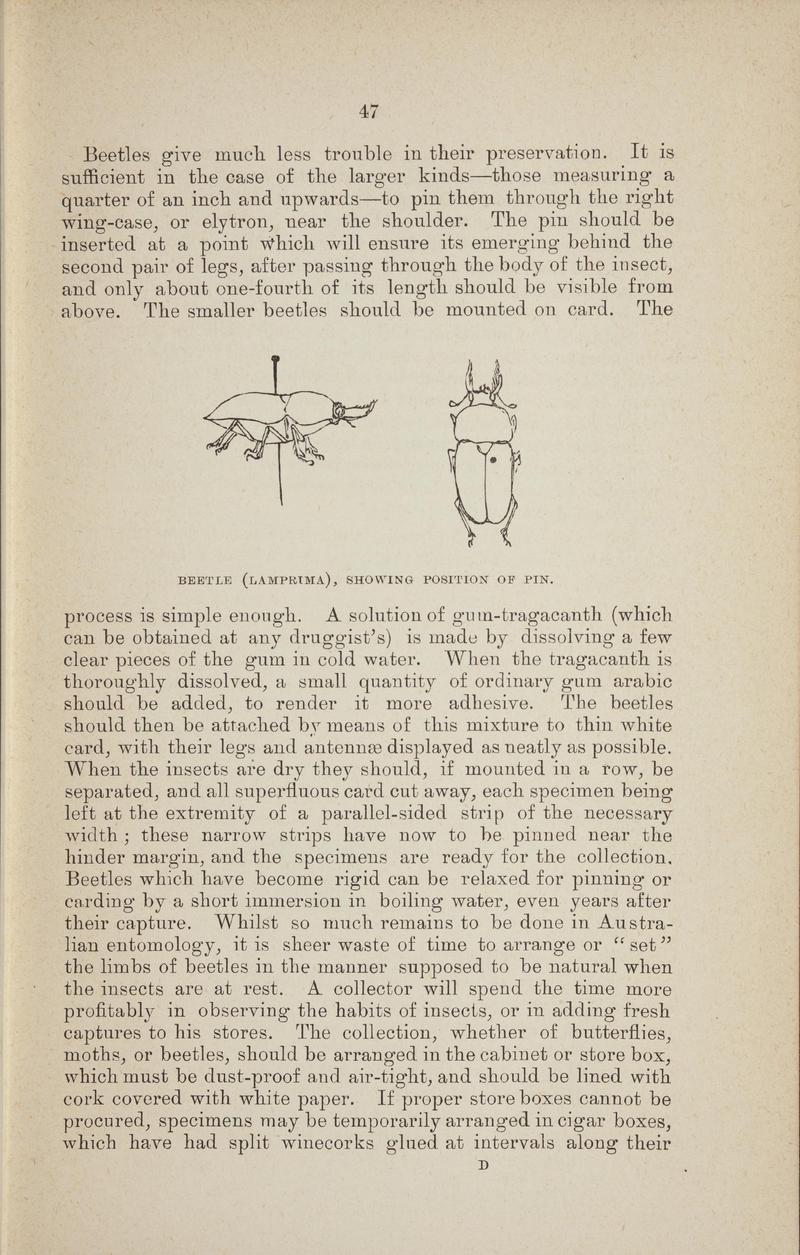 Australian butterflies - a brief account of the native families (Page 47) BHL46702609