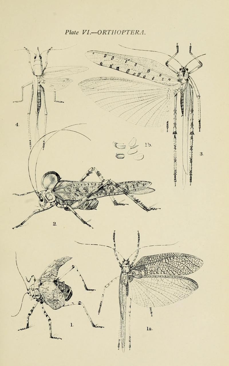 Australian insects (Plate VI) (7268223158)