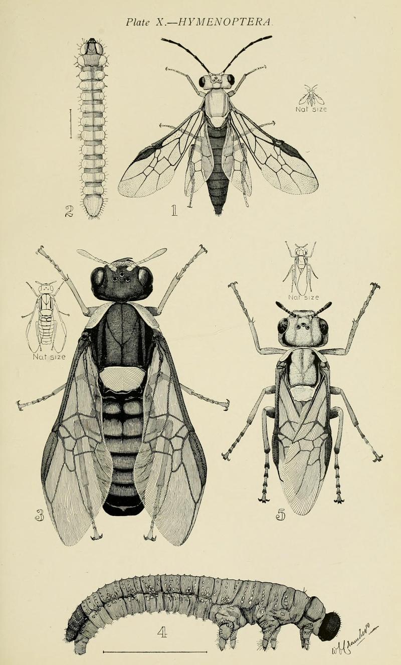 Australian insects (Plate X) (7268229428)