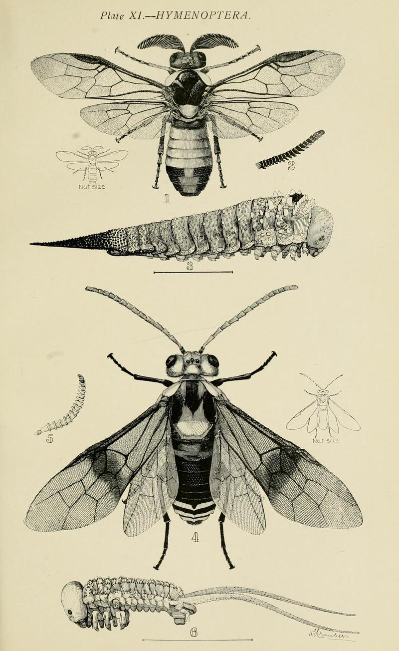 Australian insects (Plate XI) (7268231260)