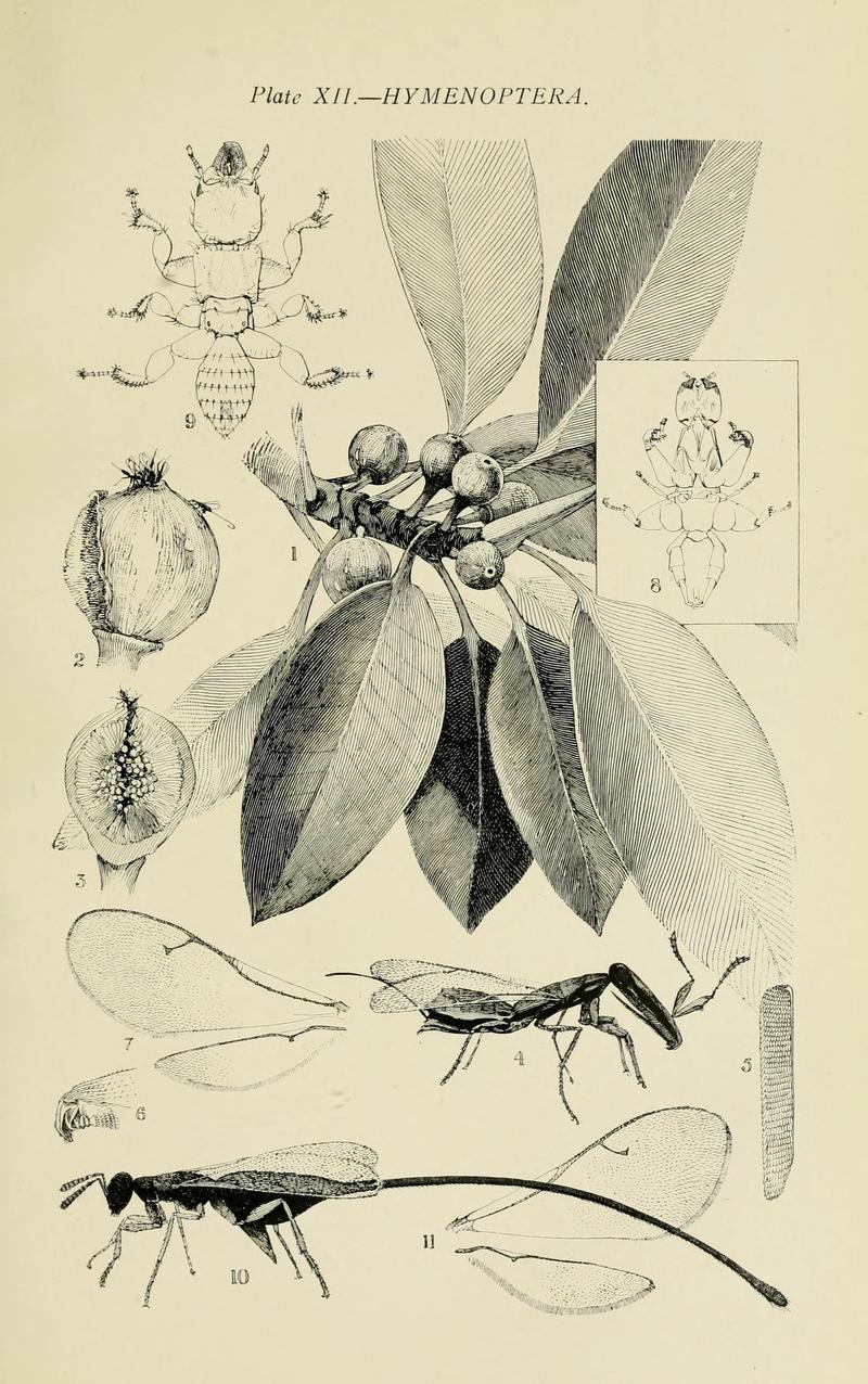 Australian insects (Plate XII) (7268233420)