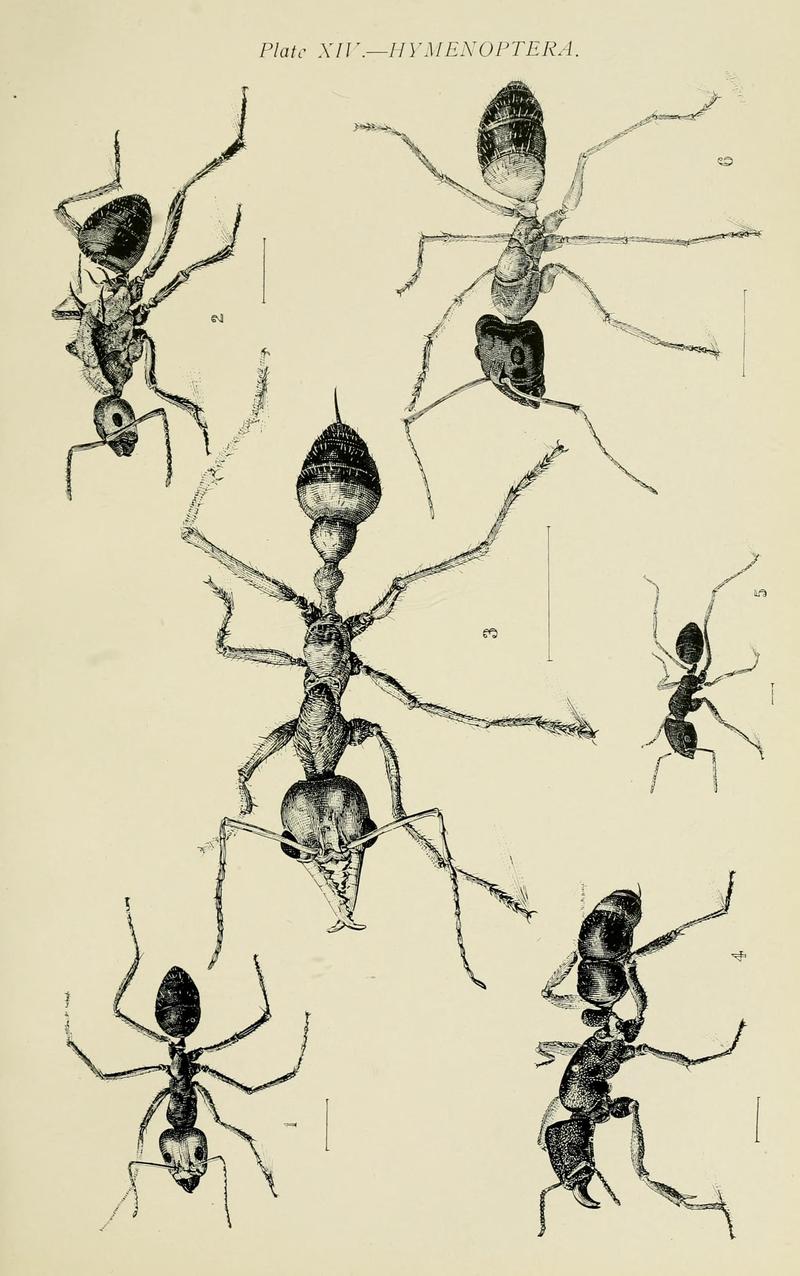 Australian insects (Plate XIV) (7268236686)