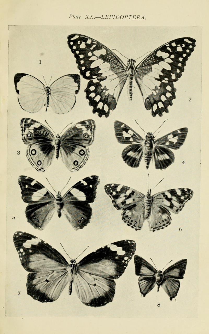 Australian insects (Plate XX) (7268246218)