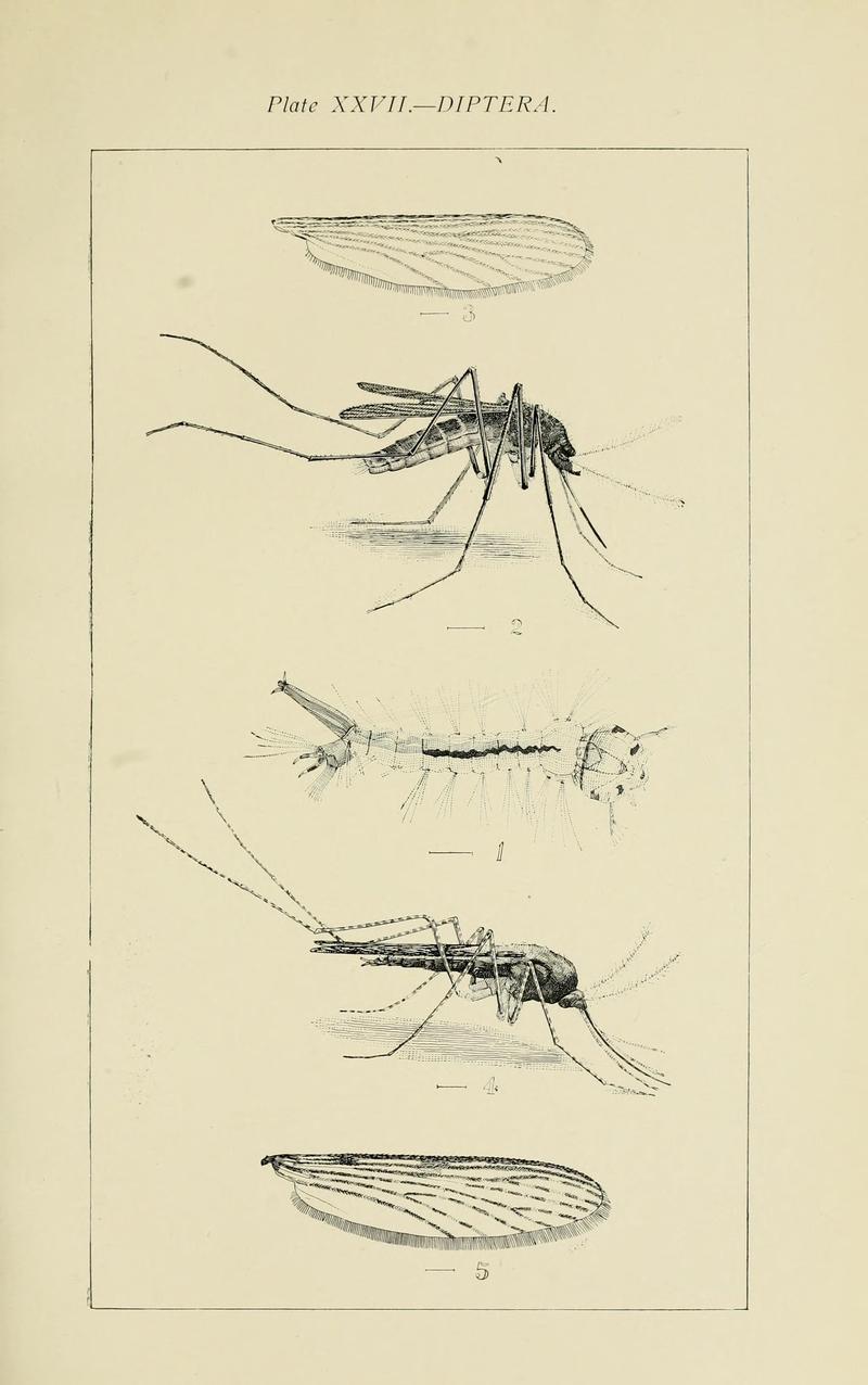 Australian insects (Plate XXVII) (7268258372)