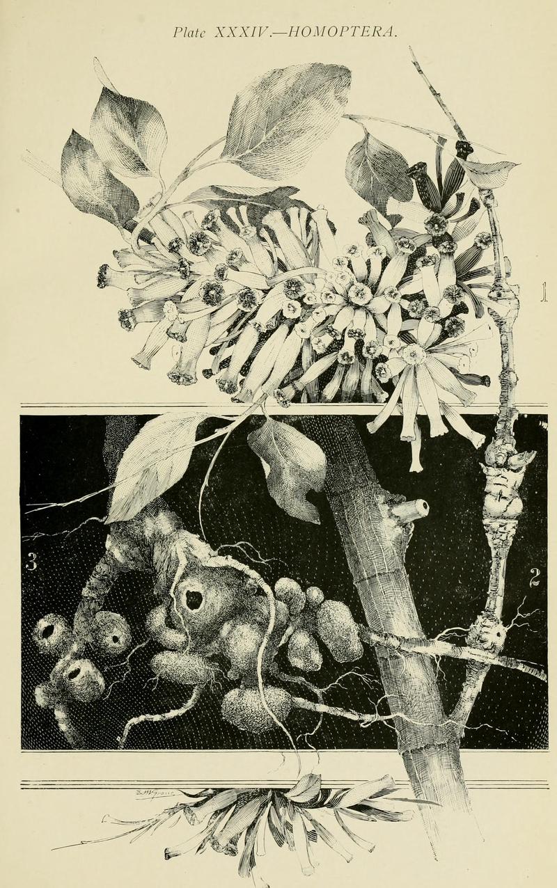 Australian insects (Plate XXXIV) (7268271328)