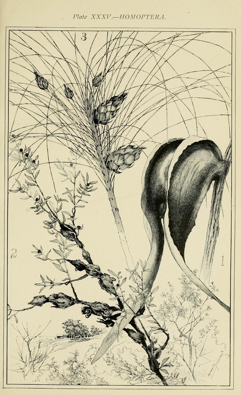 Australian insects (Plate XXXV) (7268274946)