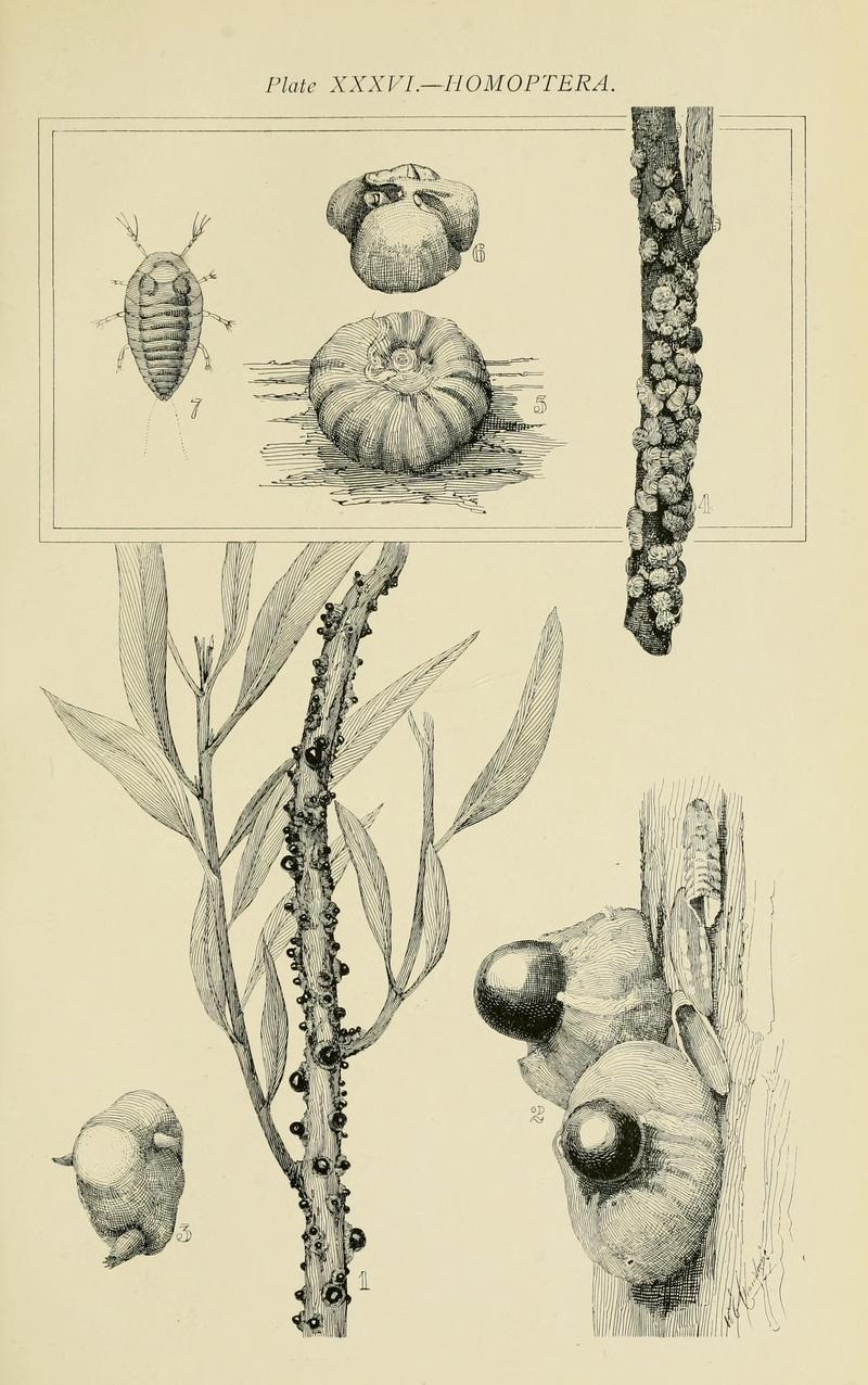 Australian insects (Plate XXXVI) (7268273050)