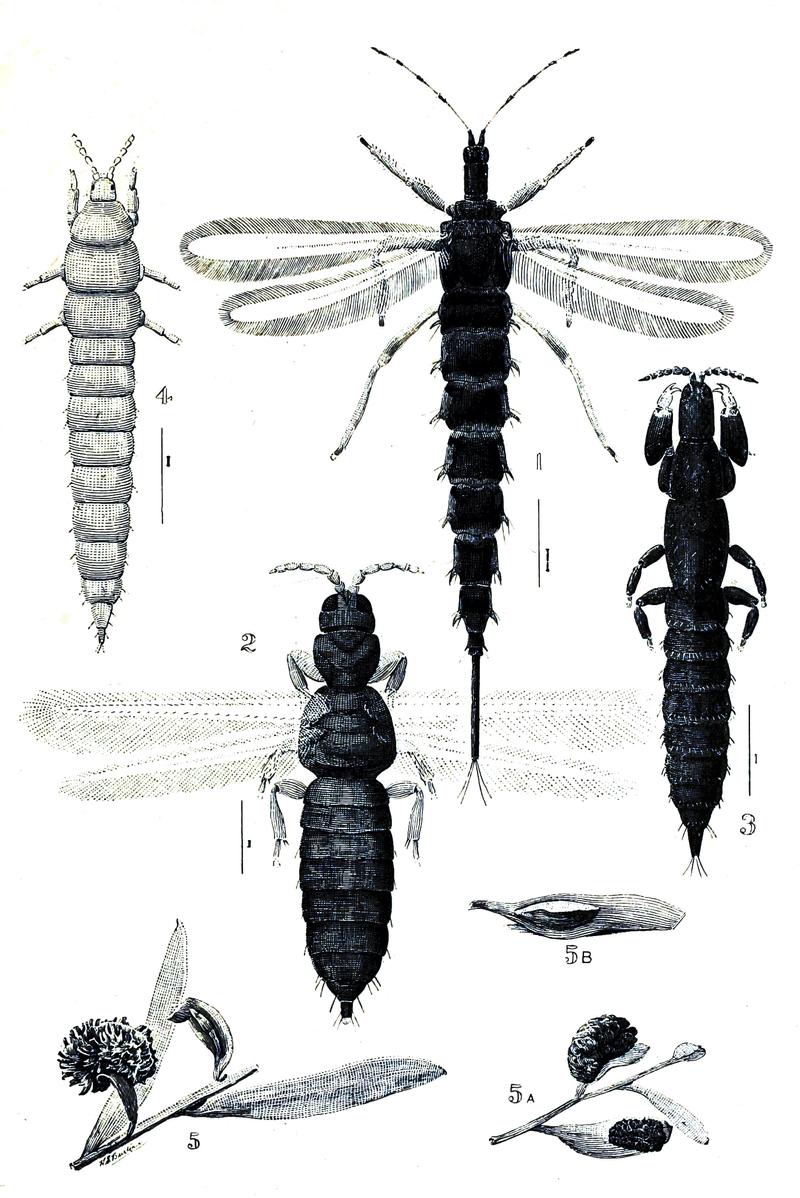 Australian insects (Plate XXXVII) (7268276524)