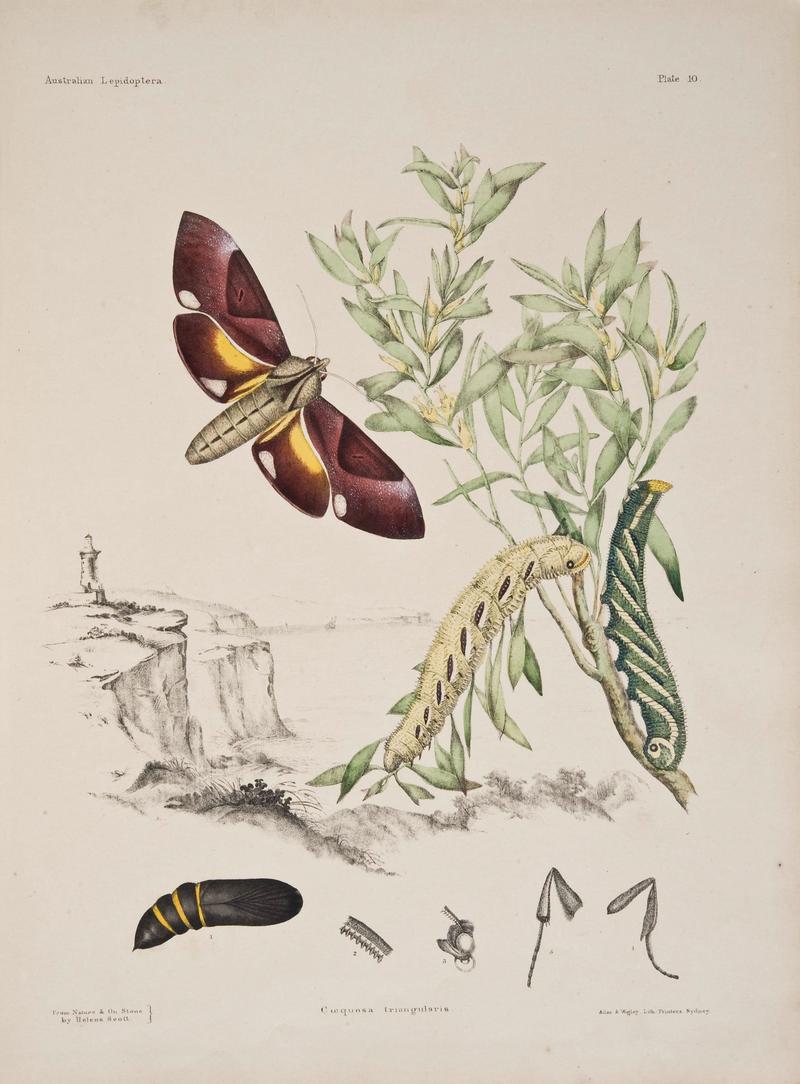 Australian lepidoptera and their transformations, drawn from the life (6305430015)