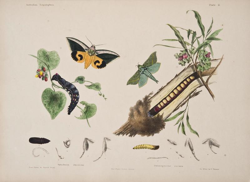 Australian lepidoptera and their transformations, drawn from the life (6305430197)
