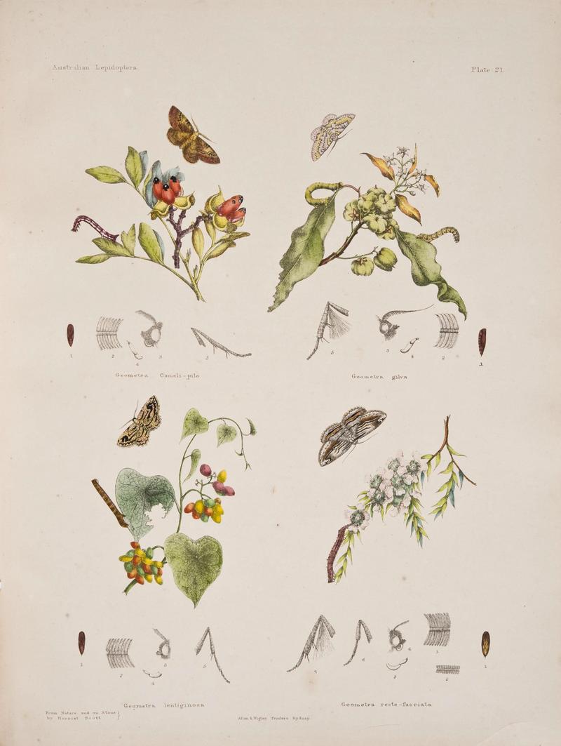 Australian lepidoptera and their transformations, drawn from the life (6305431961)