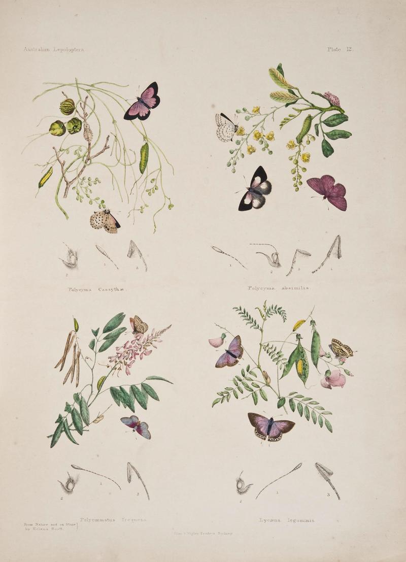 Australian lepidoptera and their transformations, drawn from the life (6305954816)