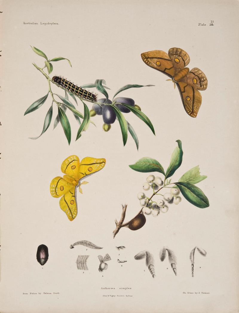 Australian lepidoptera and their transformations, drawn from the life (6305954986)