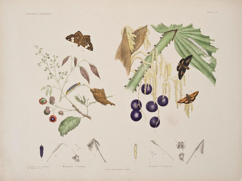 Australian lepidoptera and their transformations, drawn from the life (6305955174)