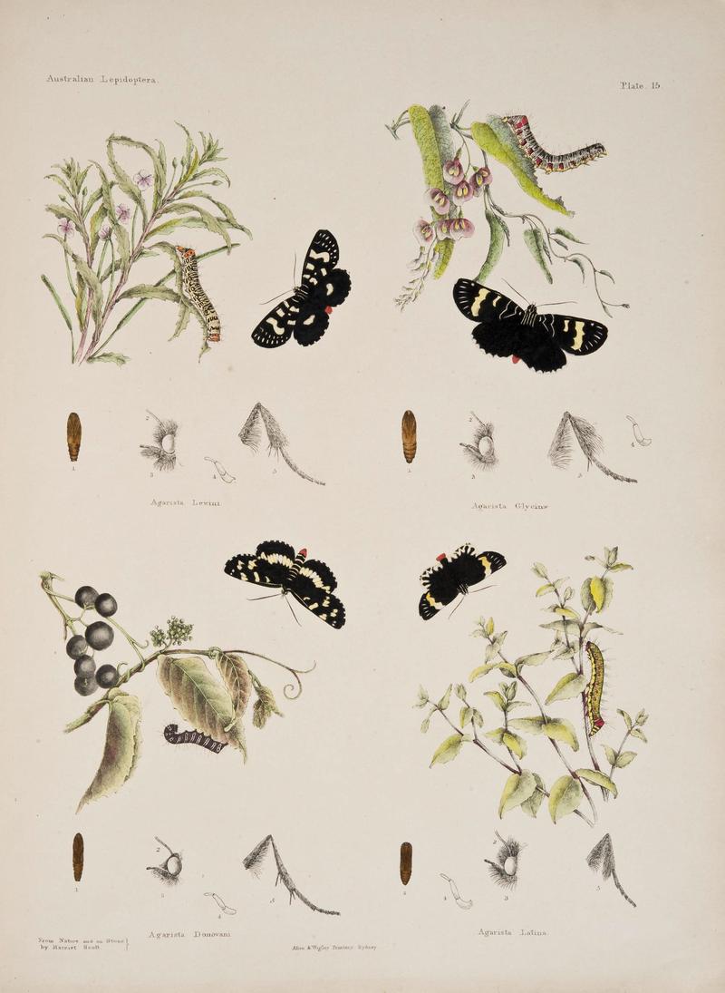 Australian lepidoptera and their transformations, drawn from the life (6305955384)