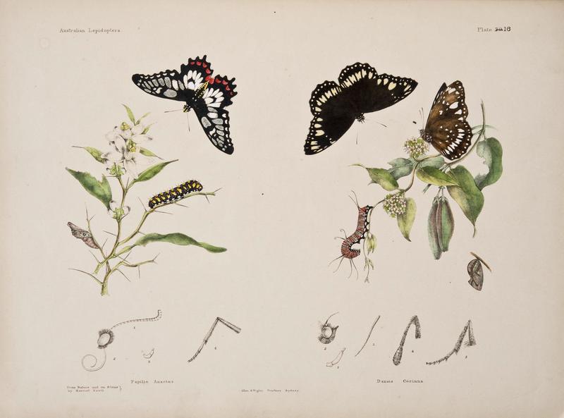 Australian lepidoptera and their transformations, drawn from the life (6305955518)