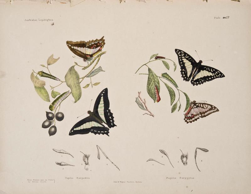 Australian lepidoptera and their transformations, drawn from the life (6305955700)