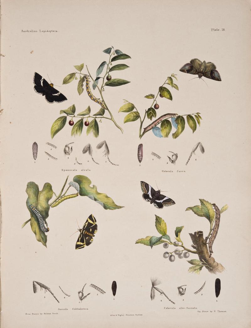 Australian lepidoptera and their transformations, drawn from the life (6305955880)