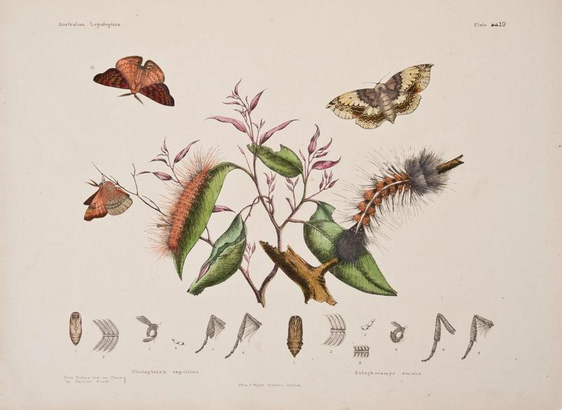 Australian lepidoptera and their transformations, drawn from the life (6305956088)