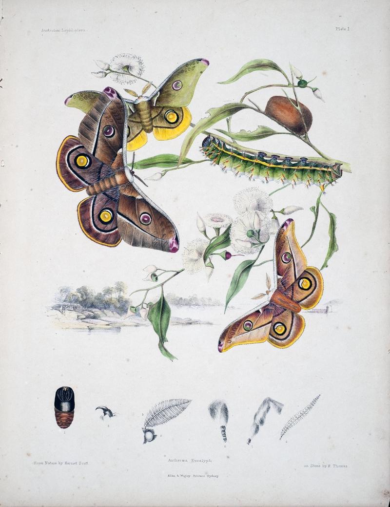 Australian lepidoptera and their transformations, drawn from the life (Pl. 1) (8509608833)