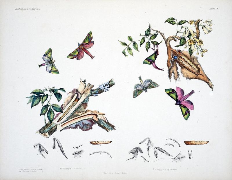 Australian lepidoptera and their transformations, drawn from the life (Pl. 2) (8509609477)